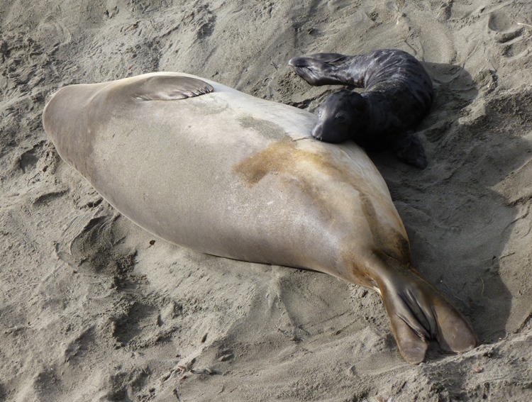 Pup suckling mother