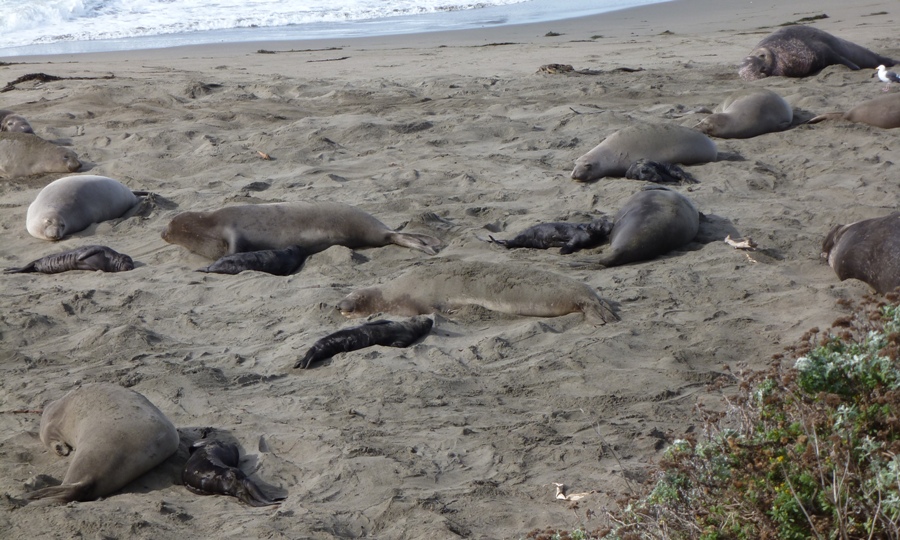 Several pups and mothers