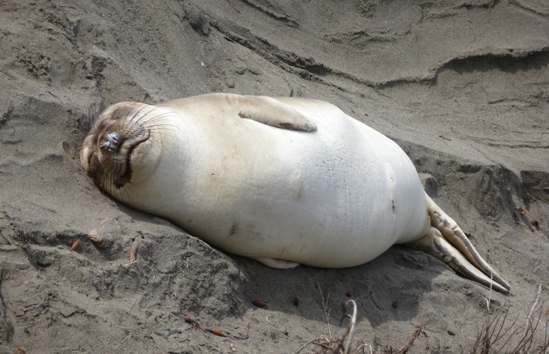 Juvenile lying in the sun