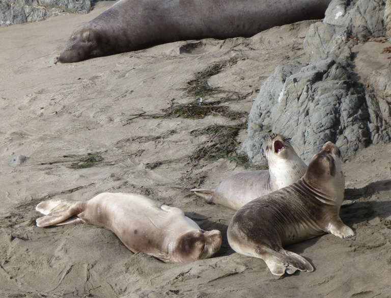 Three juveniles