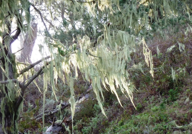 Lace lichen hanging from tree