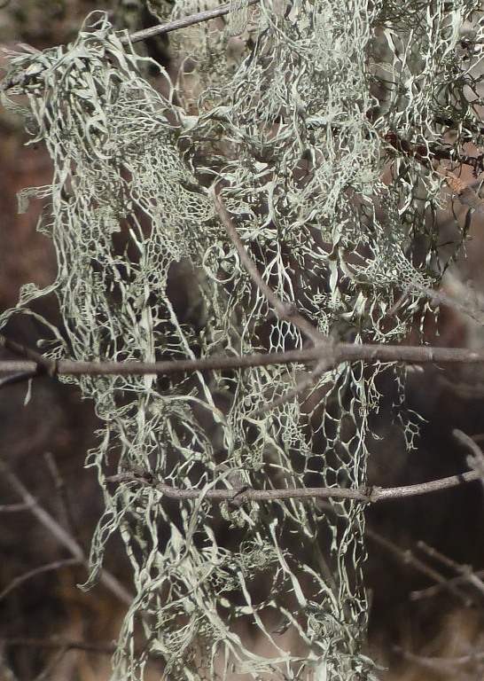 A lacy view of lace lichen...almost like a net