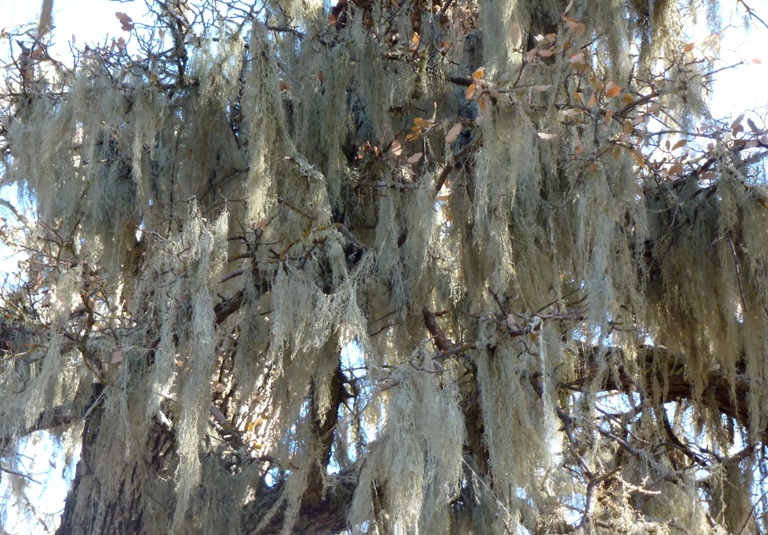 Lots of lace lichen in a tree