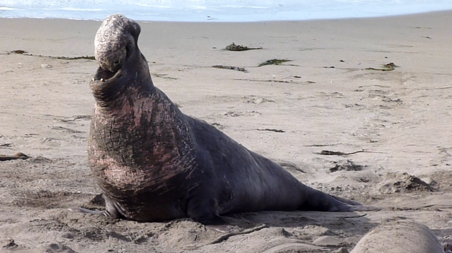 Male elephant seal making a lot of noise