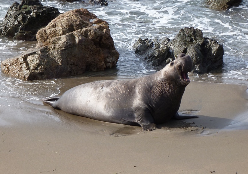 Male elephant seal claiming his territory