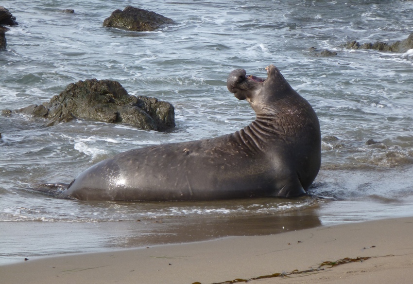 Seal doing upward dog (a yoga pose)