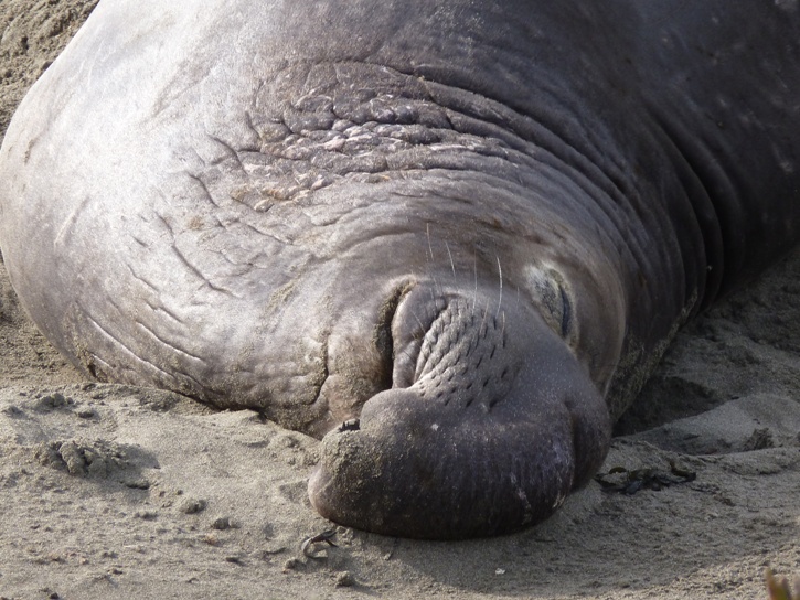 Close-up of whiskers