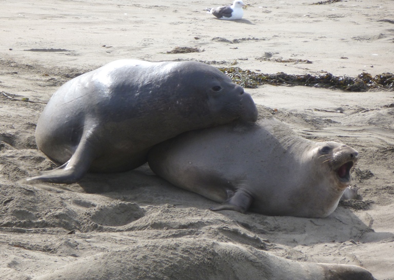 Seals mating