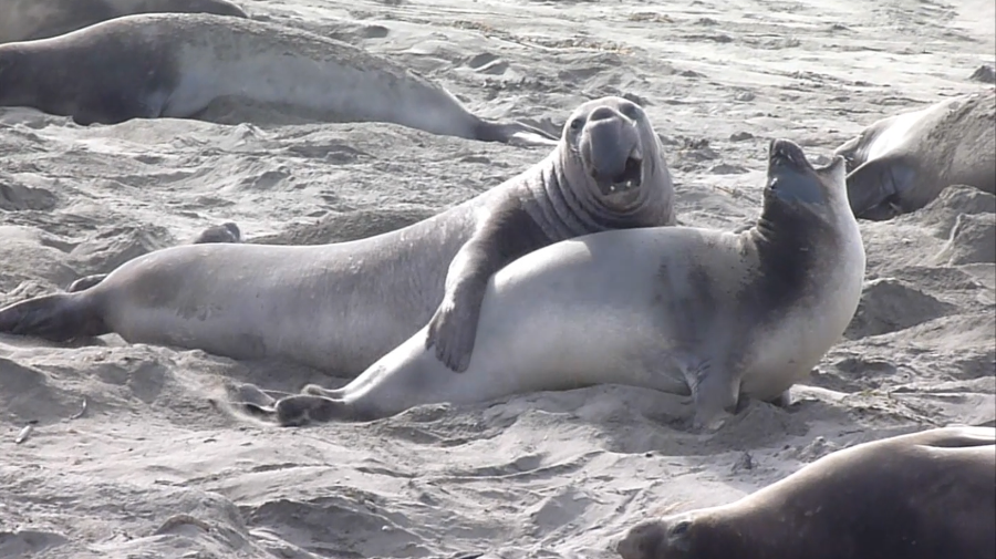 Seals mating