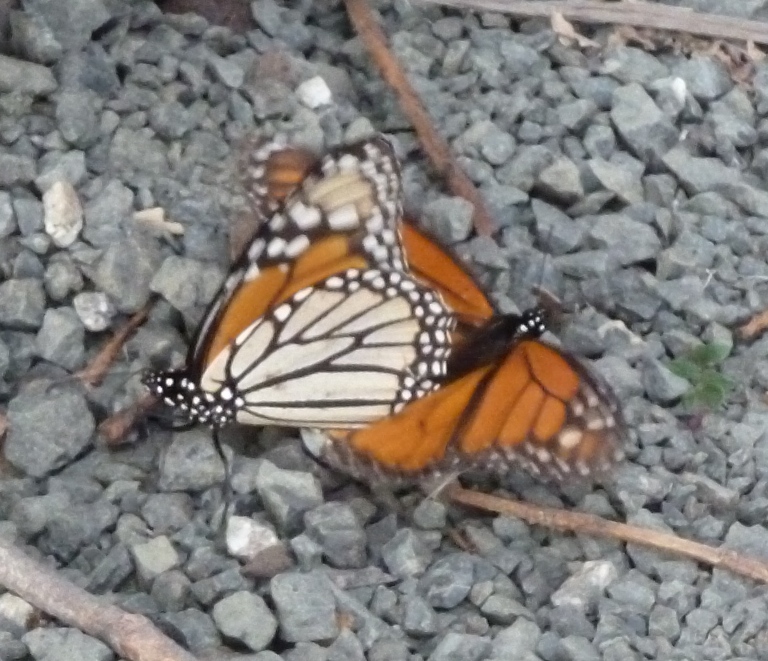 Two monarchs attached by their back ends