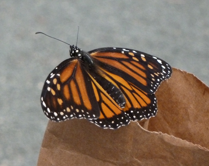 Top view on a brown paper bag