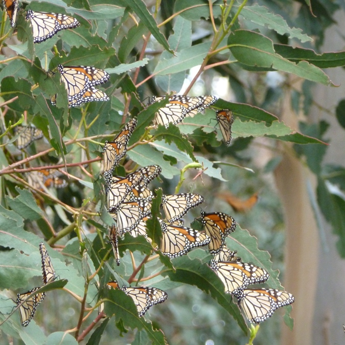 Close-up of cluster