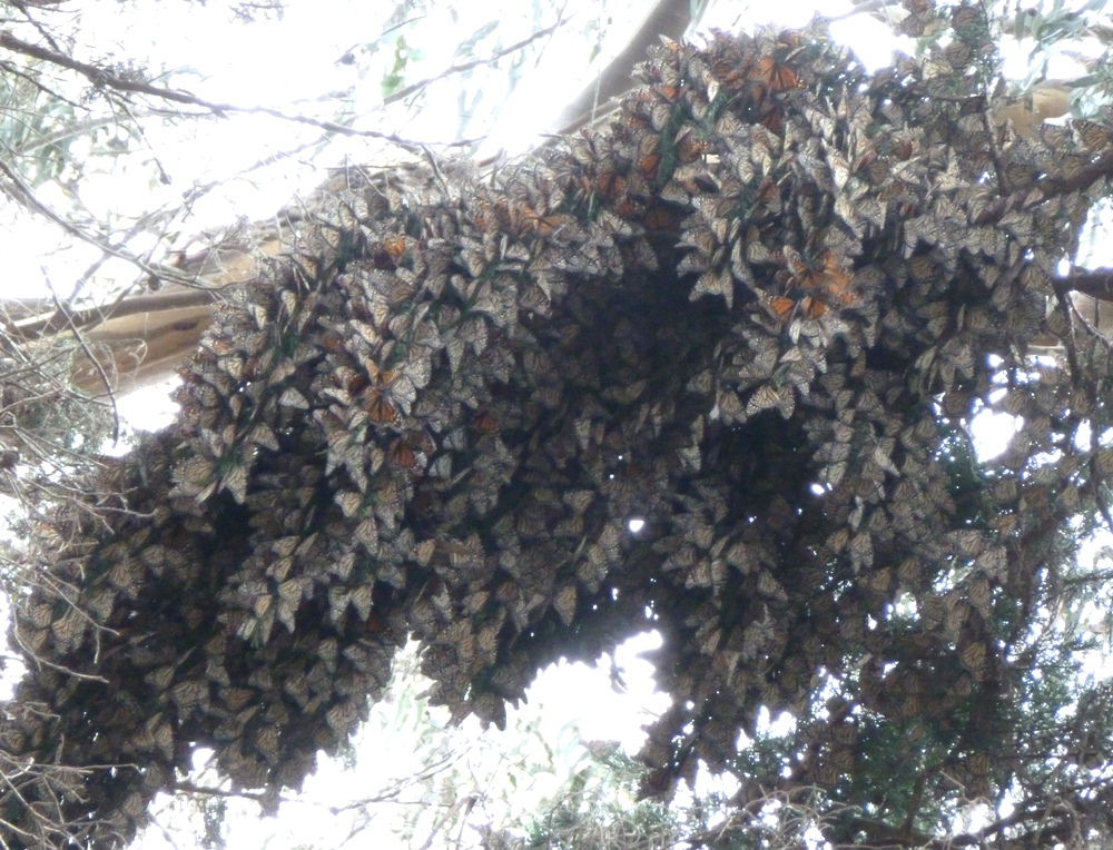 Massive cluster on tree