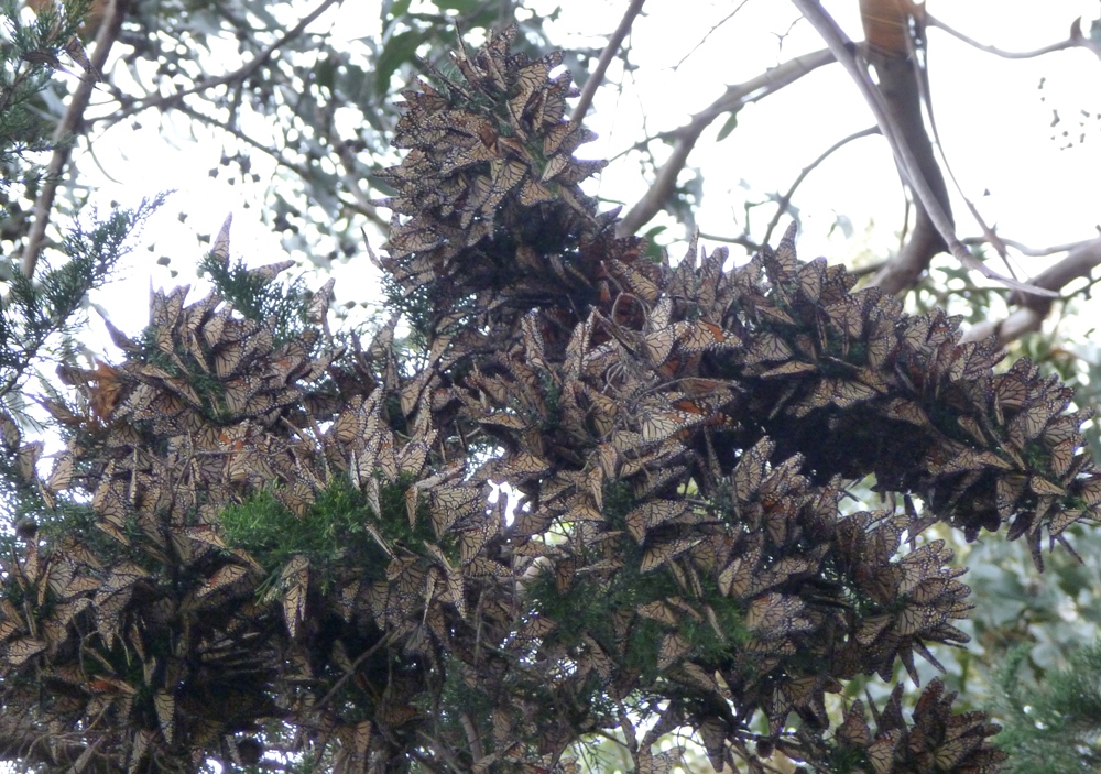 Another massive cluster on tree