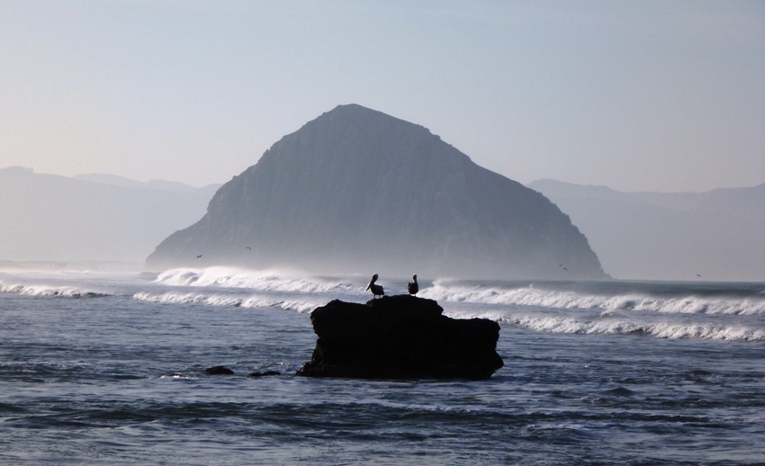 Pelicans on rock with Morro Rock behind