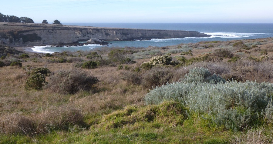 Coastal vegetation