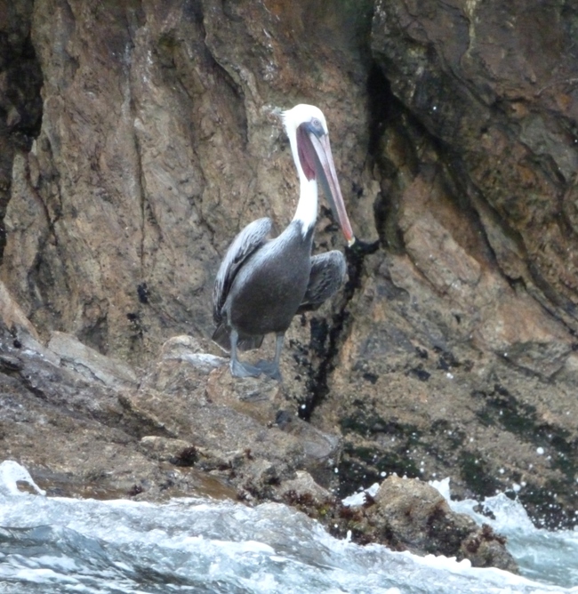 Brown pelican perched on a rock