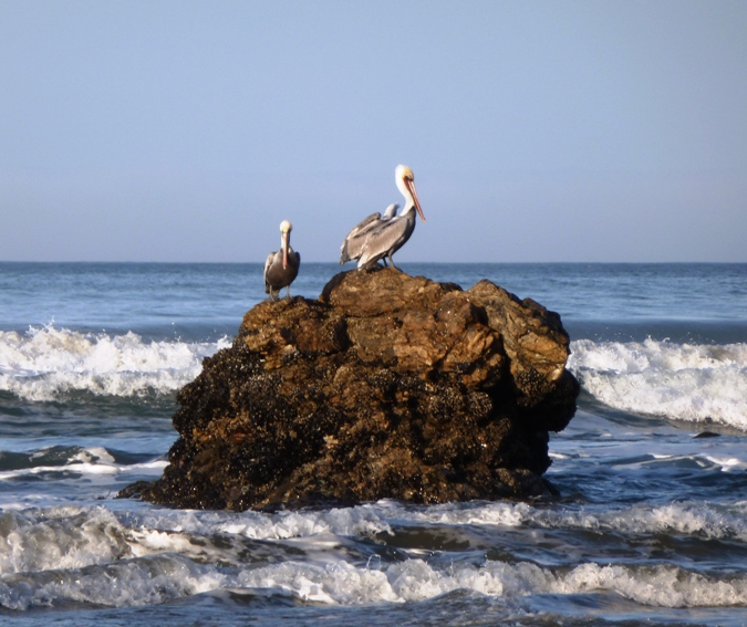 Brown pelicans on rock