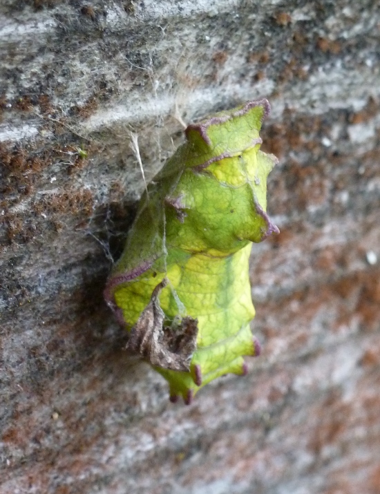 Green pupa