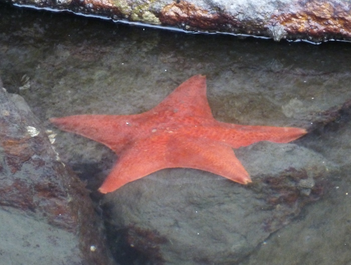 Red starfish submerged