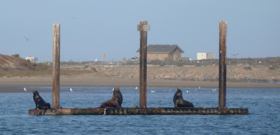 Three sea lions on floating pier