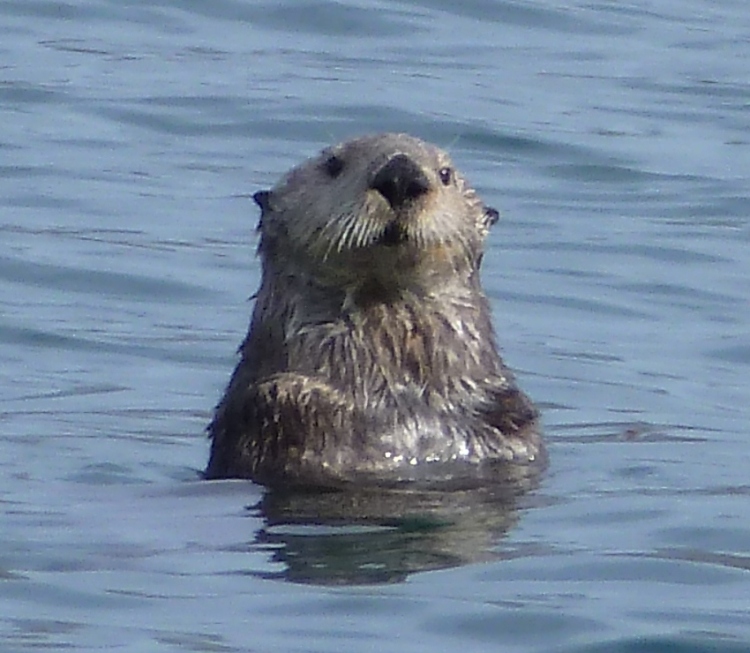 Head of sea otter above the water