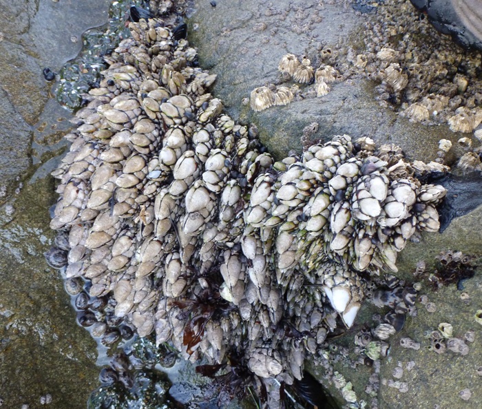 Barnacles