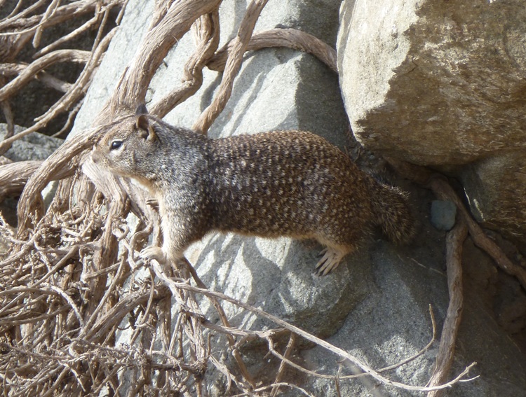 Brown squirrel with white spots