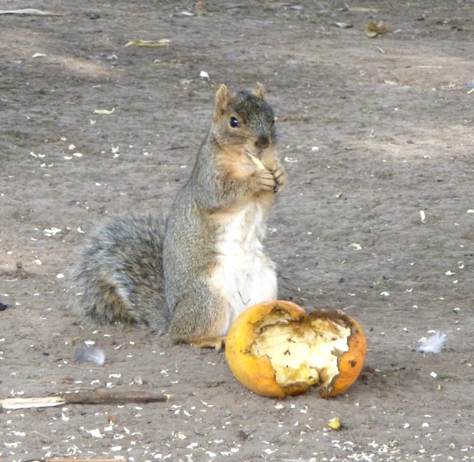 Squirrel eating an orange