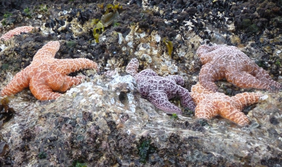 Colorful starfish on a rock