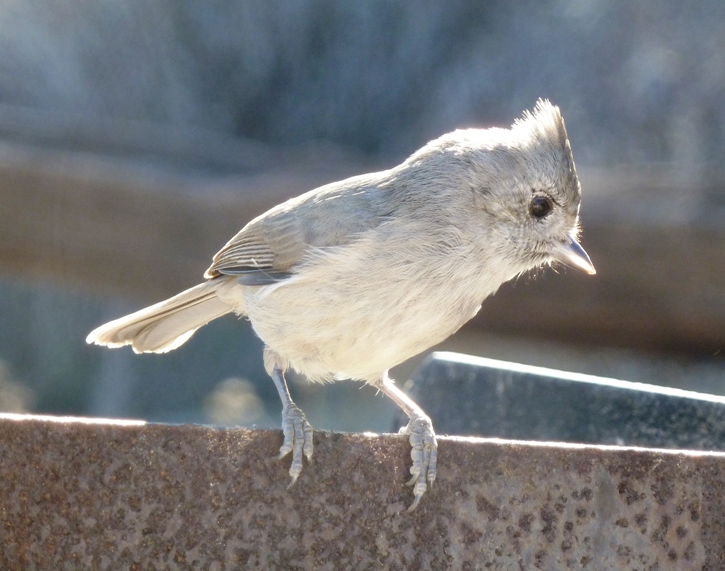 Titmouse bird