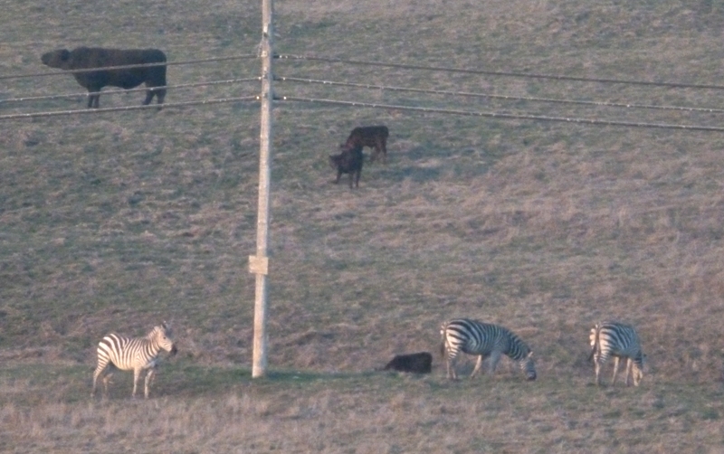 Zebras in a field