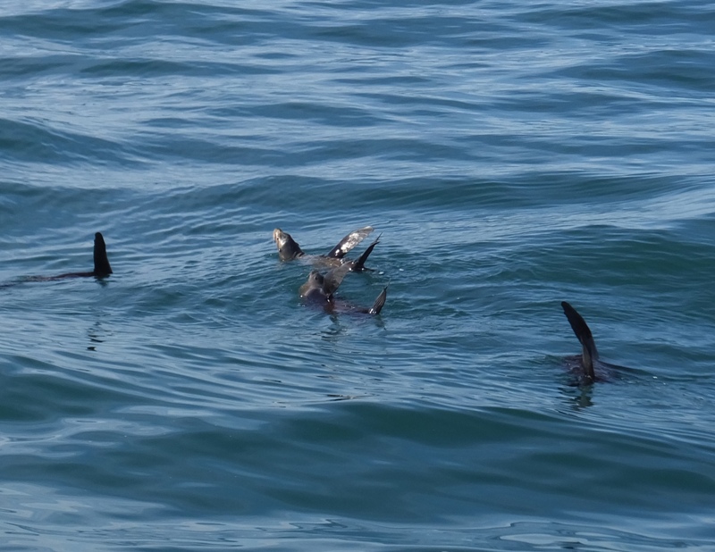 Sea lions on their backs in the water