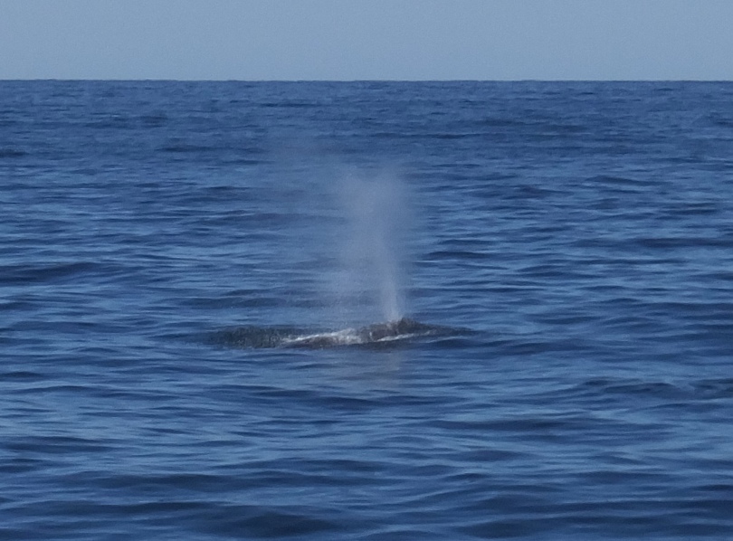 Whale spout