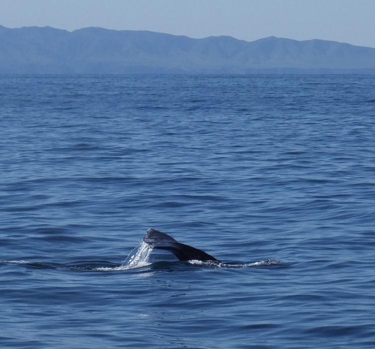 Whale tail