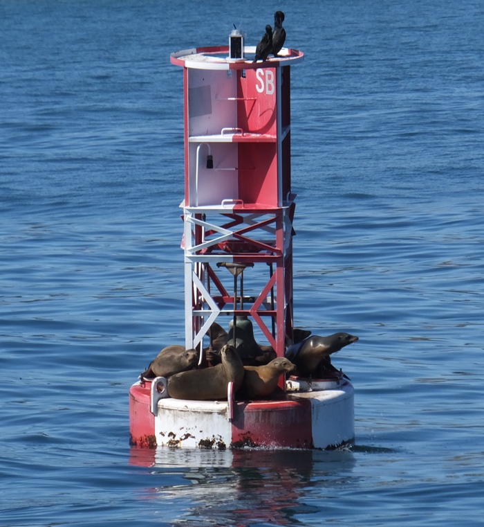 Sea lions on buoy