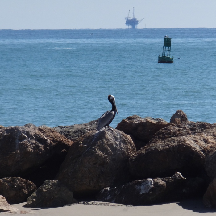 Mature gray pelican