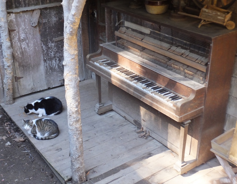 Two cats and and old piano