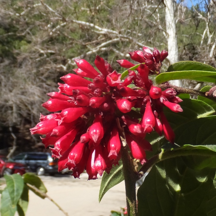 Red flowers