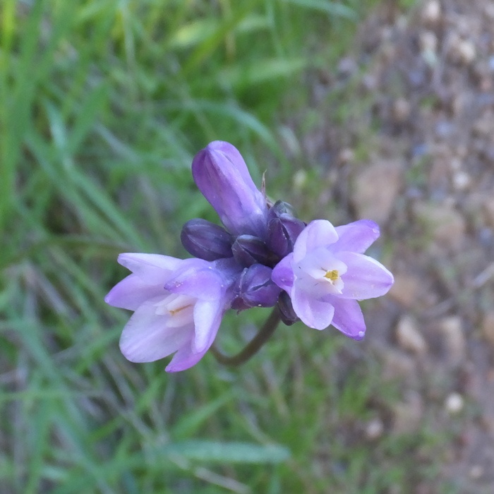 Purple flower in bloom