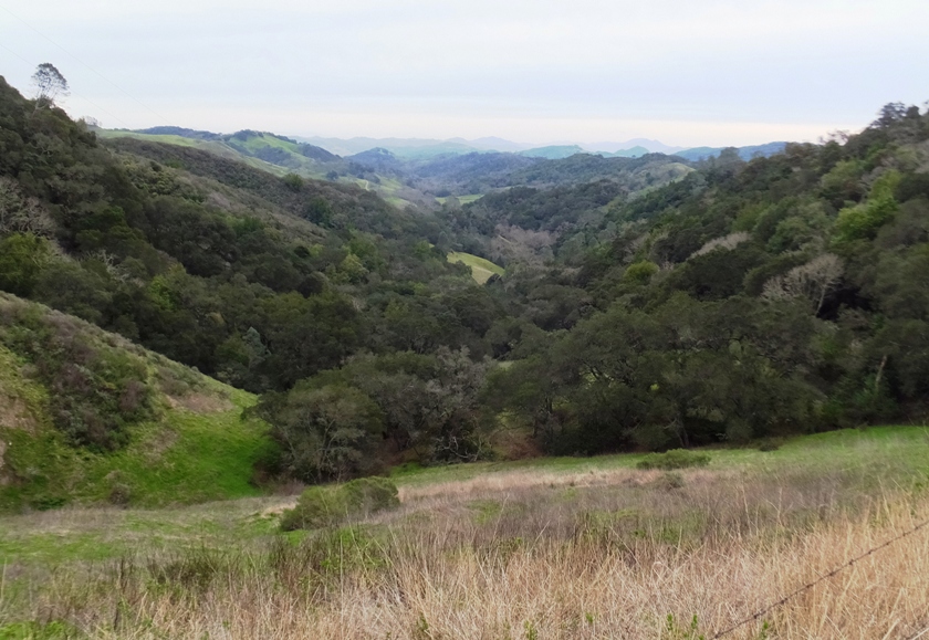 Looking down into a wooded valley