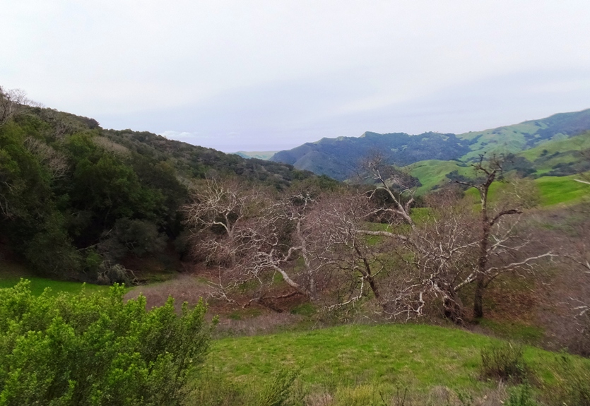 Trees and green grass