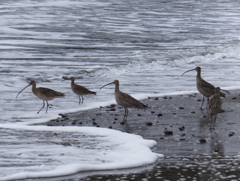 Five curlew birds on the beach