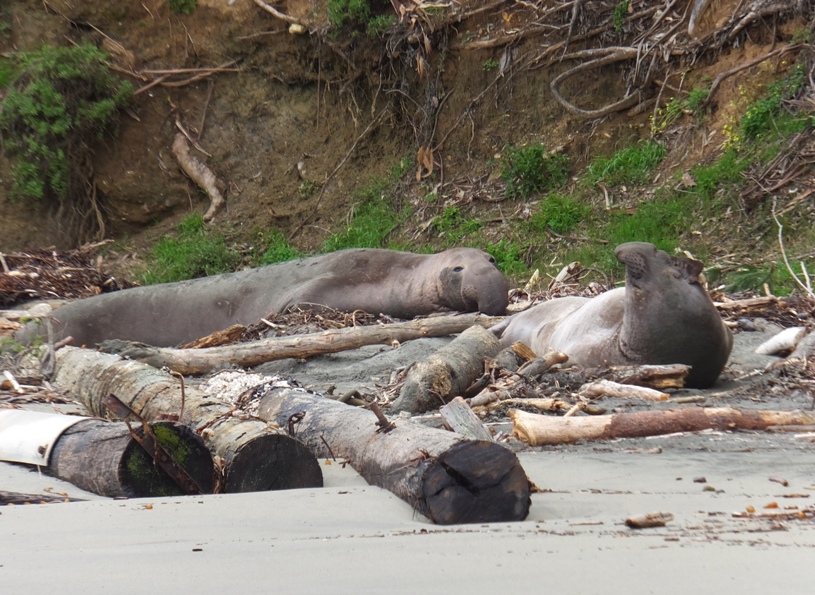 Two elephant seals