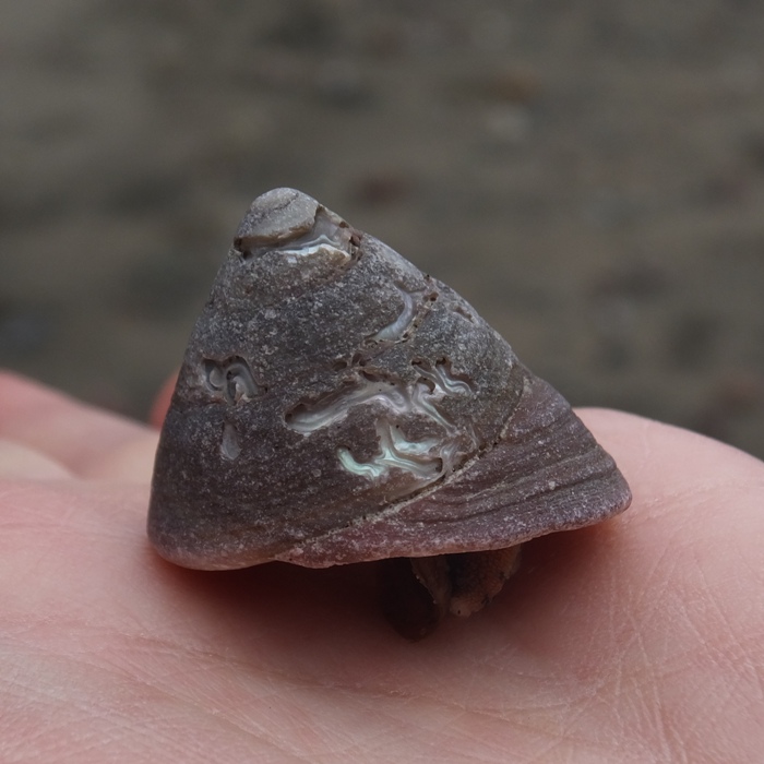 Turban snail on my hand