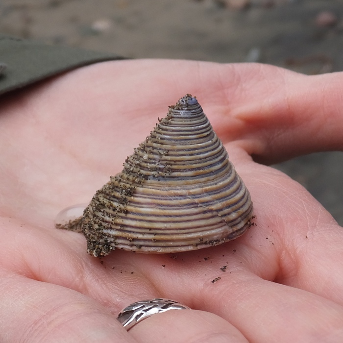 Another turban snail on my hand