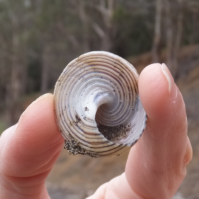 Bottom view of turban snail.  Nothing inside