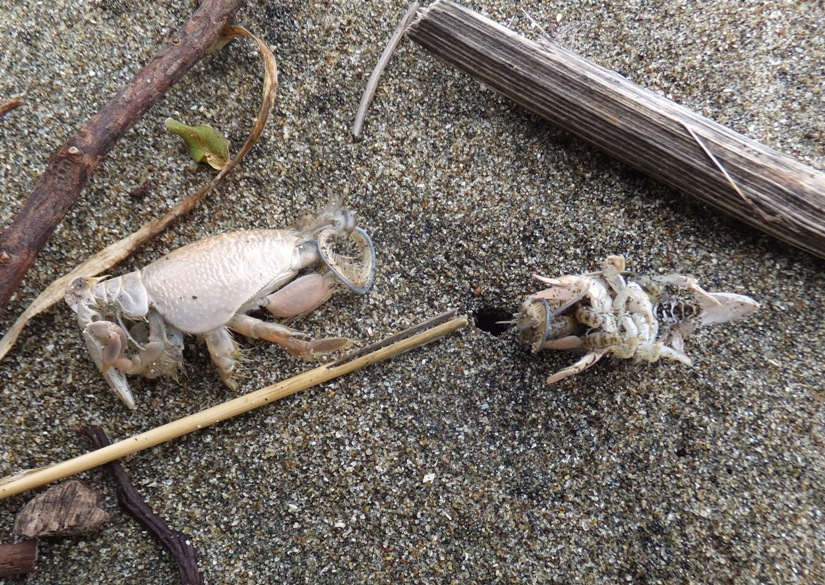 Two dead crustaceans on beach