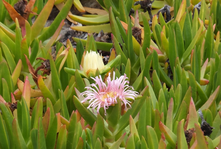 Ice plants in bloom