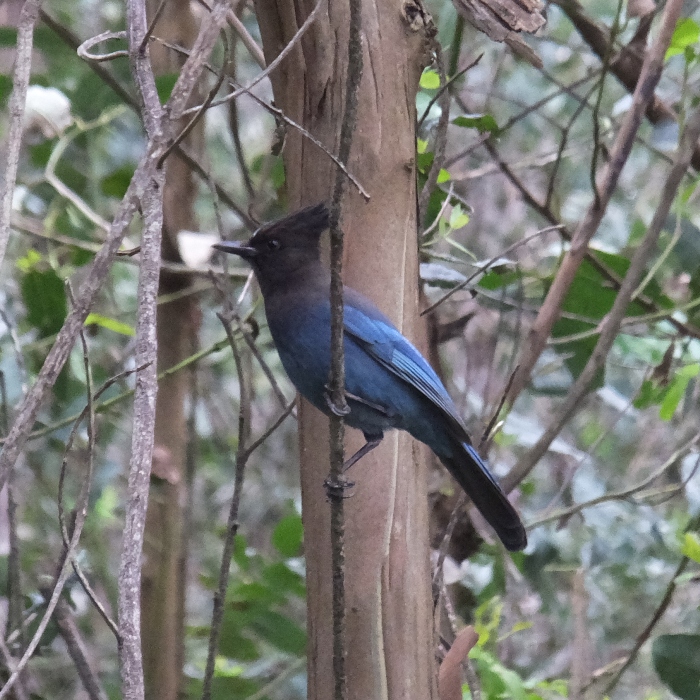 Steller's Jay bird